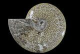 Polished Ammonite (Cleoniceras) Fossil - Madagascar #166400-1